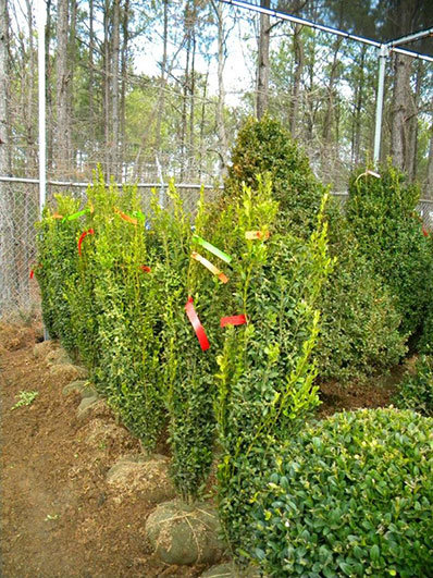BUXUS GRAHAM BLANDY 42 and 48
